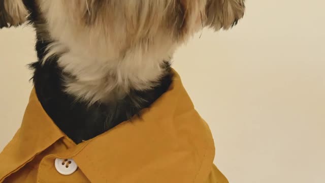 Fun dog in a colored shirt