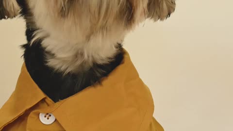 Fun dog in a colored shirt