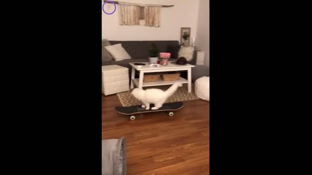 Best Funny compilation (Tik Tok) Cats are so funny 01