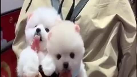 The cuteness of puppies