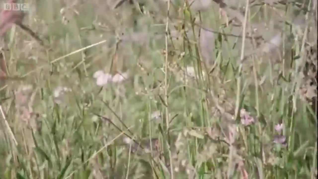 Nature's Mighty Power: Wildfires | BBC Earth