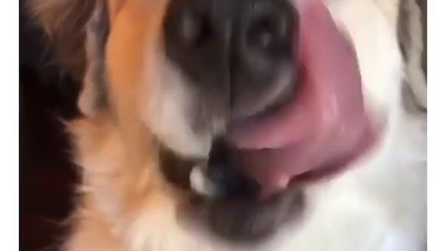 Dog tries mango first time