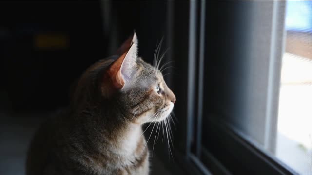 A cuts sad cat video