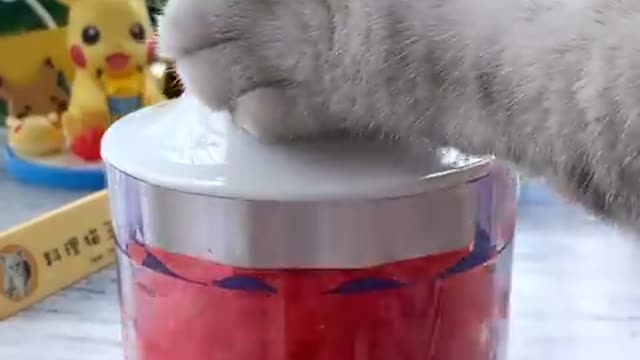 Super Cat Chef #2