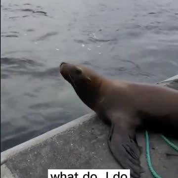 Sea lion jumps on boat running from whales