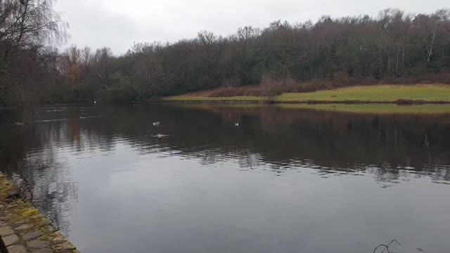 ' Feeding the 🦆Ducks ? ...or Pups 🐶 '