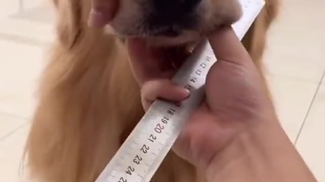 Punishment dog 🤣🤣🤣