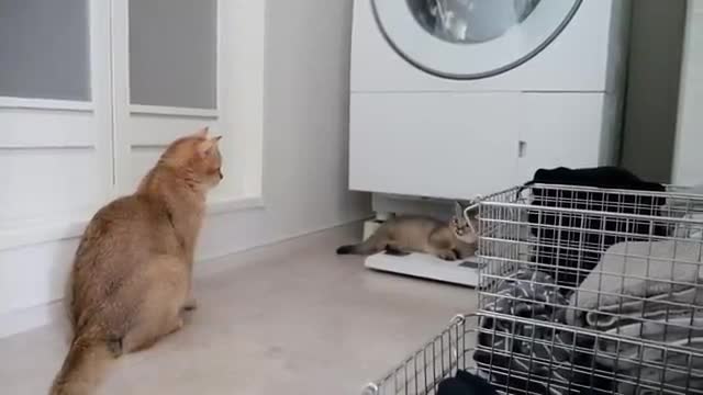 Kitten Kiki feels annoyed when mother cat is around, but feels lonely when she isn't...