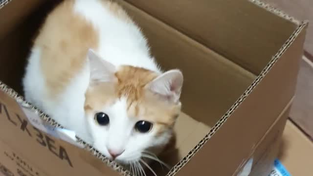 The cat playing around in the box.