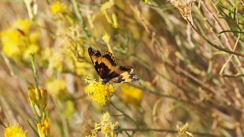 Beautiful Betterfly in Garden part 2