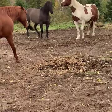 Horse that just wants to play