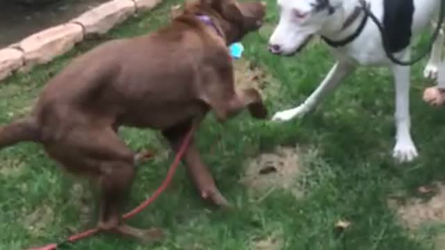 Blind Great Dane puppy learns to socialize