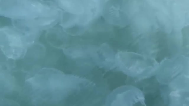 Kayaking with Hundreds of Moon Jellyfish