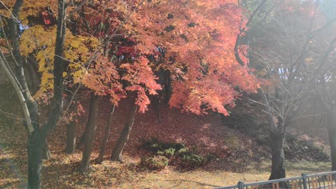 Seoul Grand Park's autumn scenery.