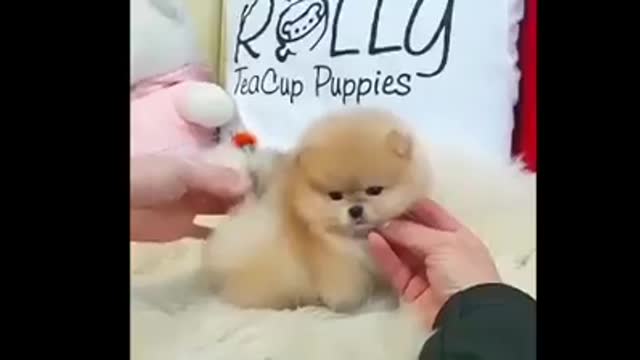 Cute baby dog 🐕 funny pet short video #shorts