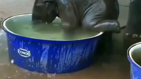 Baby elephant 🐘 enjoy in water