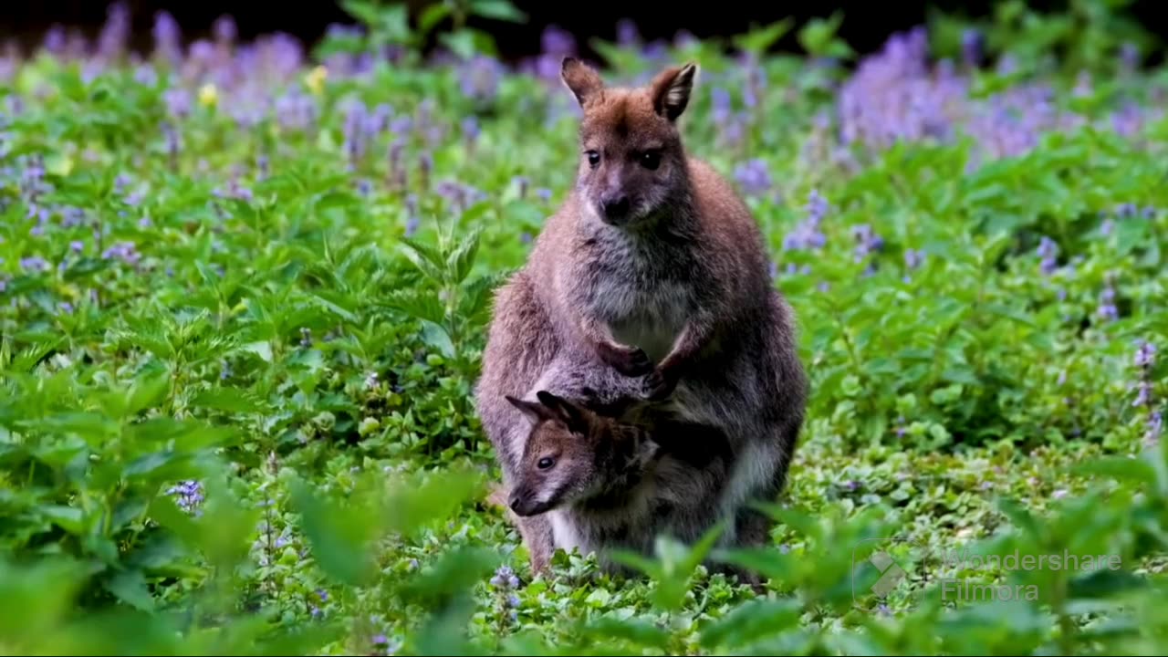 Animals videos beautiful scenes part 1