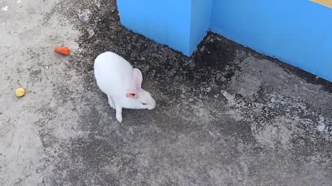 Cute sleeping rabbit