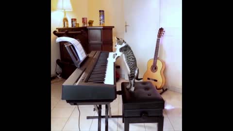 piano cat