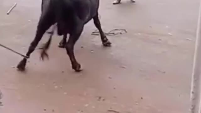 He managed to ride the cow, this is Crazy!