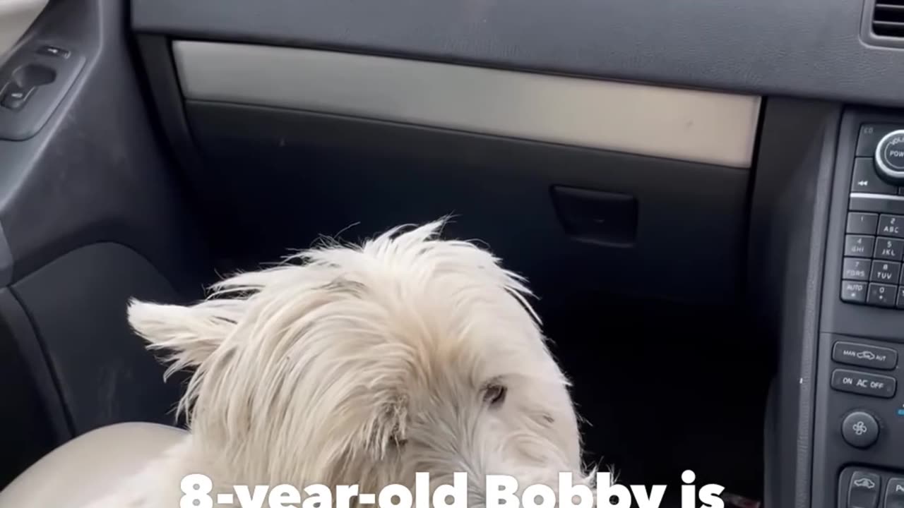 8-year-old terrier is having a hard time saying goodbye to his human