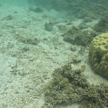 Snorkeling Adventures Await! Underwater Wonders