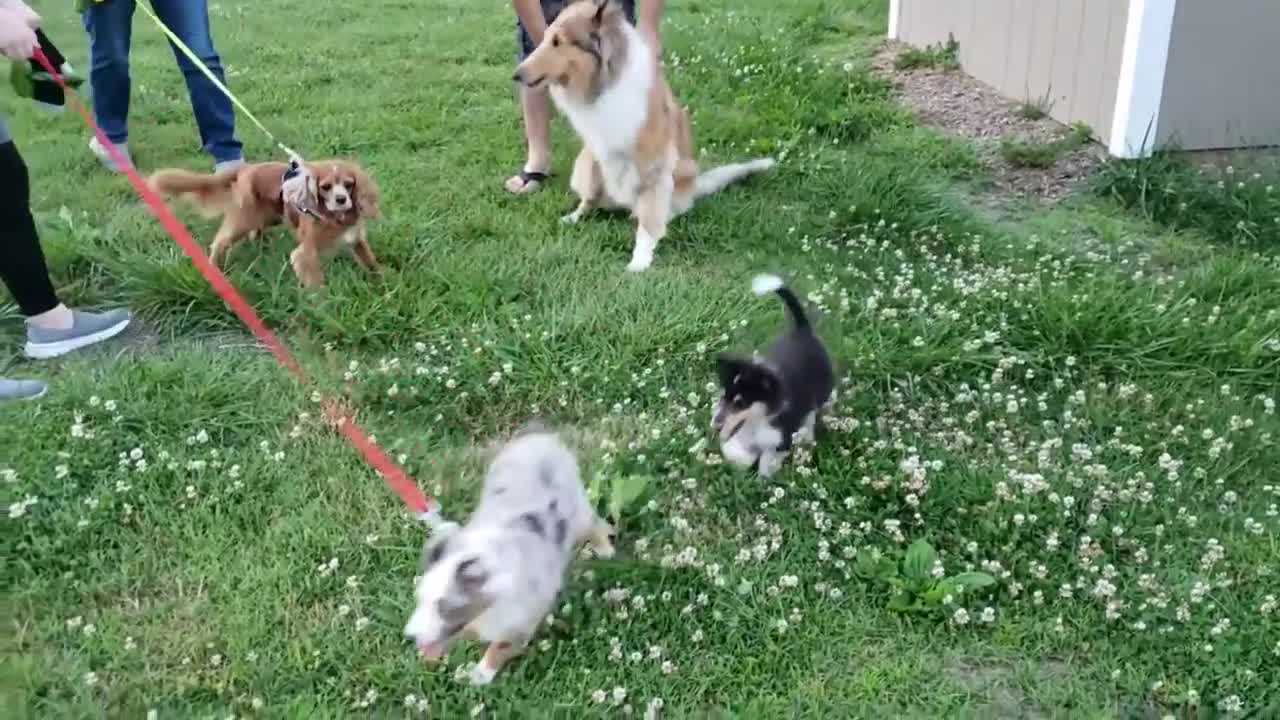 Puppies Playing :D