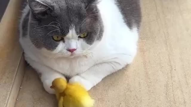 Why did the duck and the cat become friends?