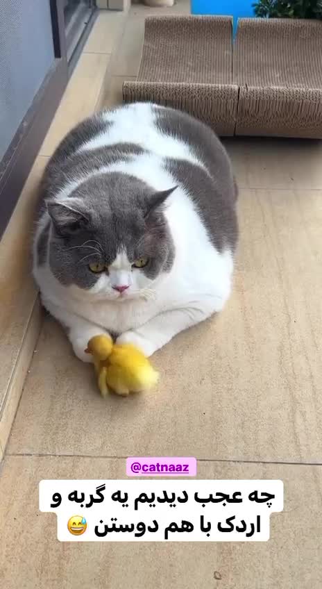 Why did the duck and the cat become friends?