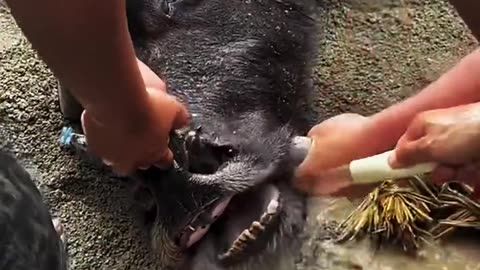 Buffalo Rescue in the waters