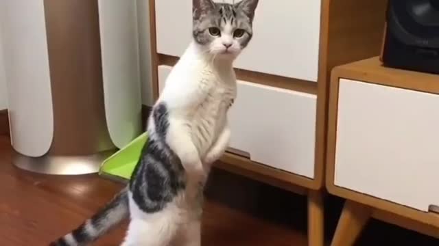 Curious cat stands up to spy