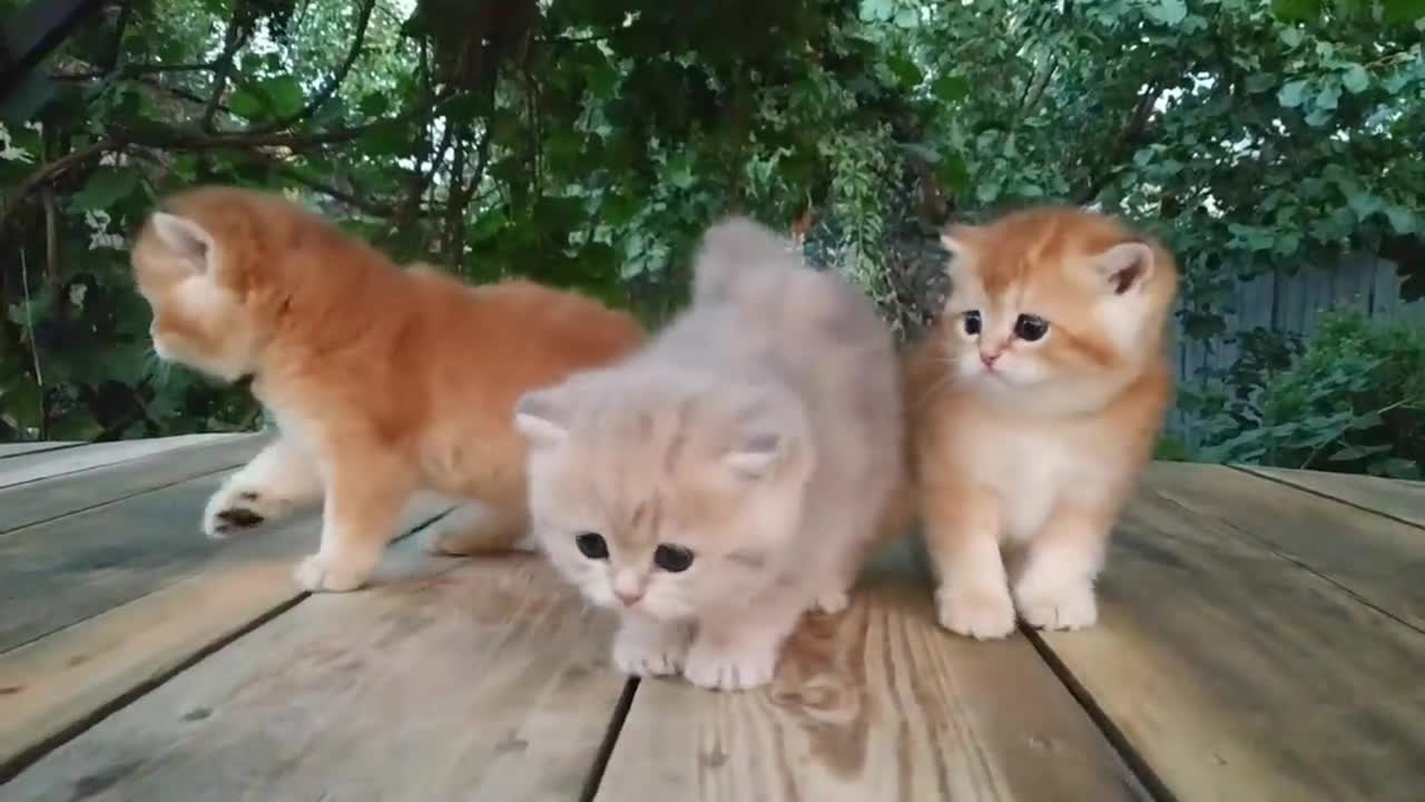 Cutest Baby British kittens | Very beautiful little kittens