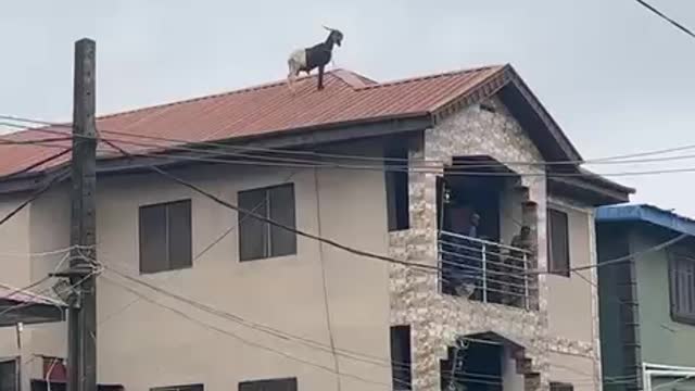Ram escaped slaughter on Sallah Day