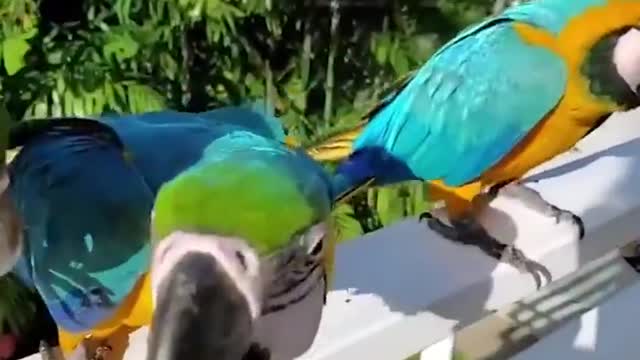 Baby Animals Funny Parrots and Cute Birds Compilation