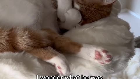 Do your cats dream a lot