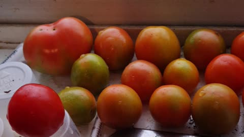 Growing AOC BRAINS