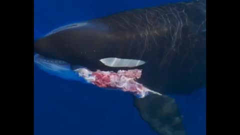 Orca showing off its meal