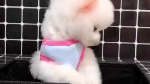 Funniest animals - Best of ever funny Animals video cute dog