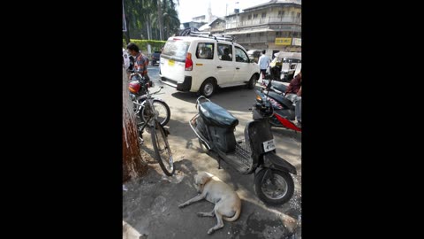 Sacred Cows & Dogs of India