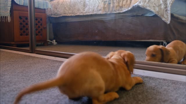 Funny dog ​​playing with himself in the mirror 😂😂