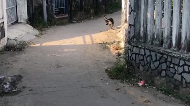 My Dog Trying to Catch A Lizard but then He Gave Up