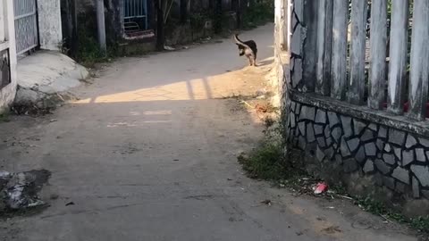 My Dog Trying to Catch A Lizard but then He Gave Up