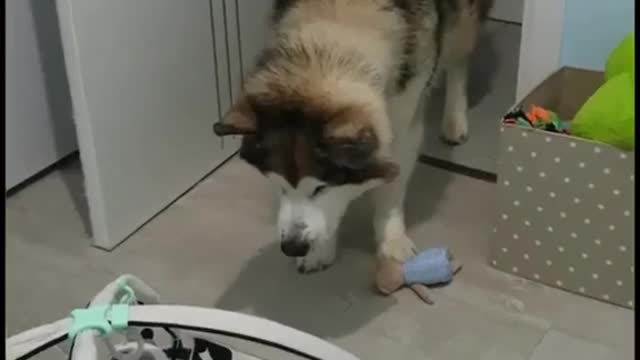 Husky meets Baby for the first time