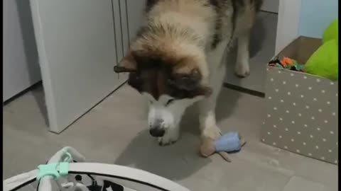 Husky meets Baby for the first time