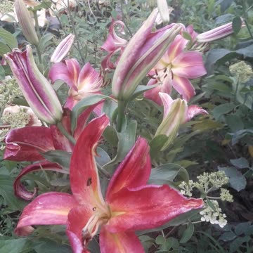 Pink lilies