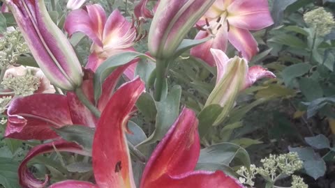 Pink lilies