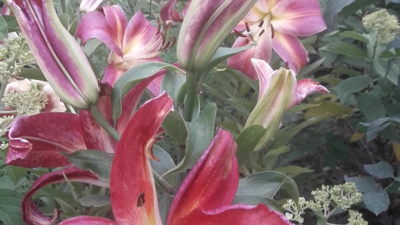 Pink lilies