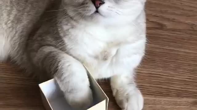 Cute cat box song