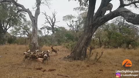 Hyena stealth from wild dog that wild dog stealth from leopard