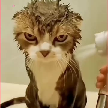 Cute Cat Video And Fanny Cat Video